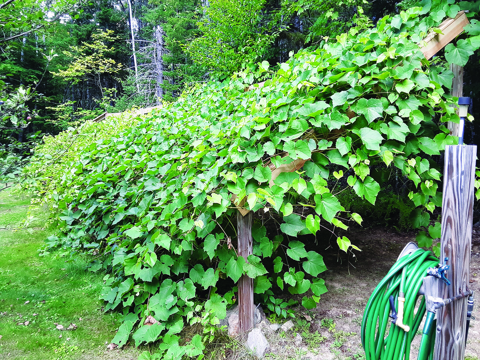 Build Your Own Grape Trellis